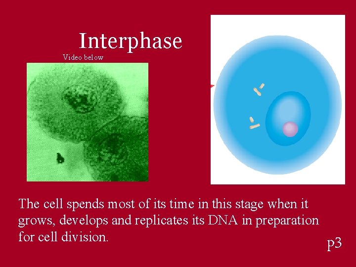 Interphase Video below The cell spends most of its time in this stage when