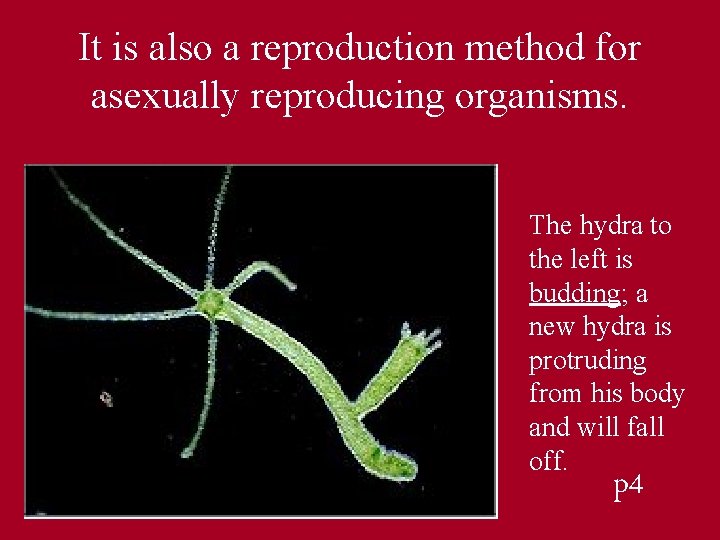 It is also a reproduction method for asexually reproducing organisms. The hydra to the