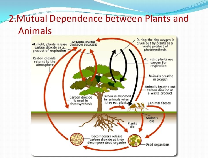 2. Mutual Dependence between Plants and Animals 