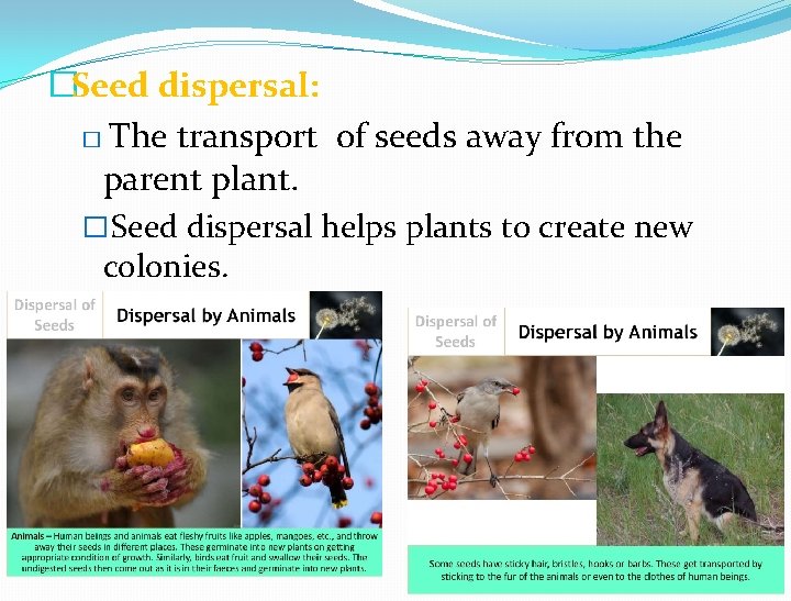 �Seed dispersal: � The transport of seeds away from the parent plant. � Seed