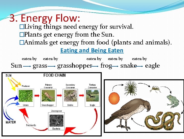 3. Energy Flow: �Living things need energy for survival. �Plants get energy from the