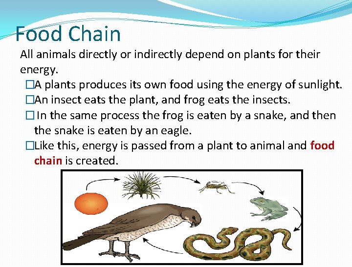 Food Chain All animals directly or indirectly depend on plants for their energy. �A