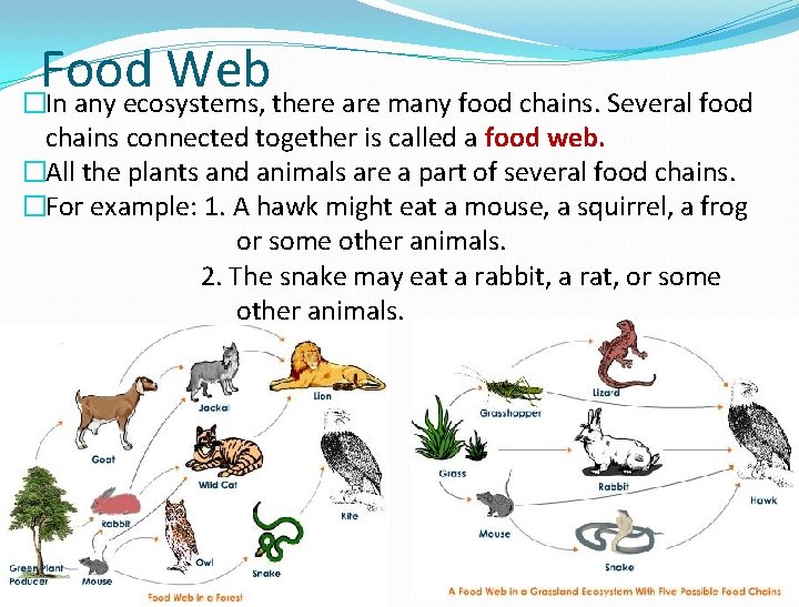 Food Web �In any ecosystems, there are many food chains. Several food chains connected