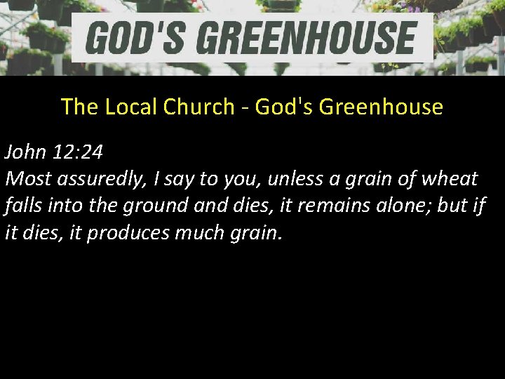 The Local Church - God's Greenhouse John 12: 24 Most assuredly, I say to The Local Church - God's Greenhouse John 12: 24 Most assuredly, I say to