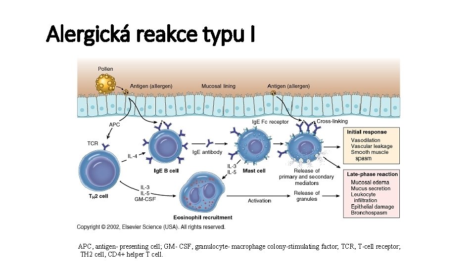 Alergická reakce typu I APC, antigen- presenting cell; GM- CSF, granulocyte- macrophage colony-stimulating factor;