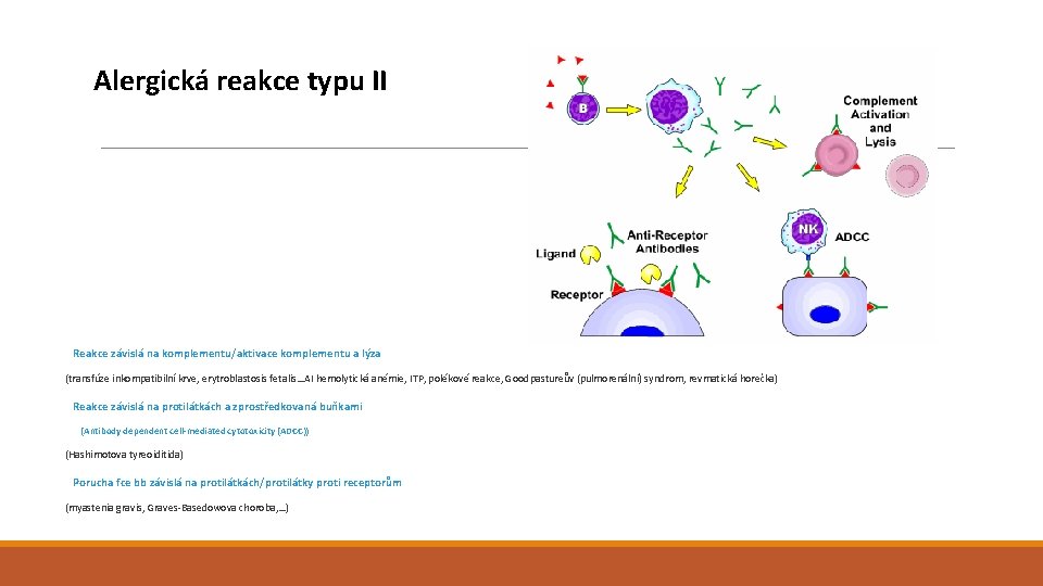 Alergická reakce typu II Reakce závislá na komplementu/aktivace komplementu a lýza (transfúze inkompatibilní krve,