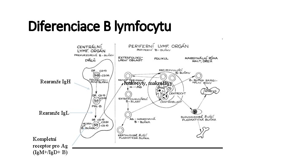 Diferenciace B lymfocytu Rearanže Ig. H Rearanže Ig. L Kompletní receptor pro Ag (Ig.
