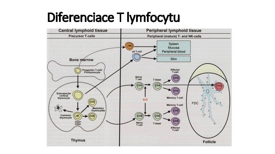 Diferenciace T lymfocytu 