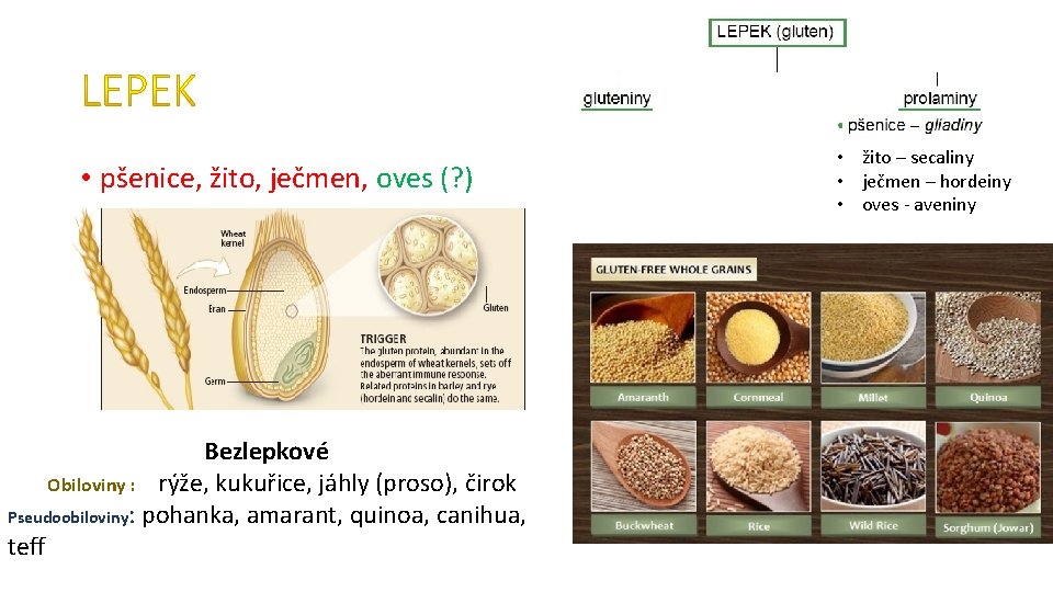  • pšenice, žito, ječmen, oves (? ) Bezlepkové Obiloviny : rýže, kukuřice, jáhly