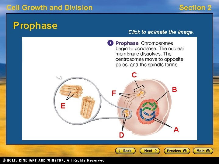 Cell Growth and Division Section 2 Prophase Click to animate the image. C B