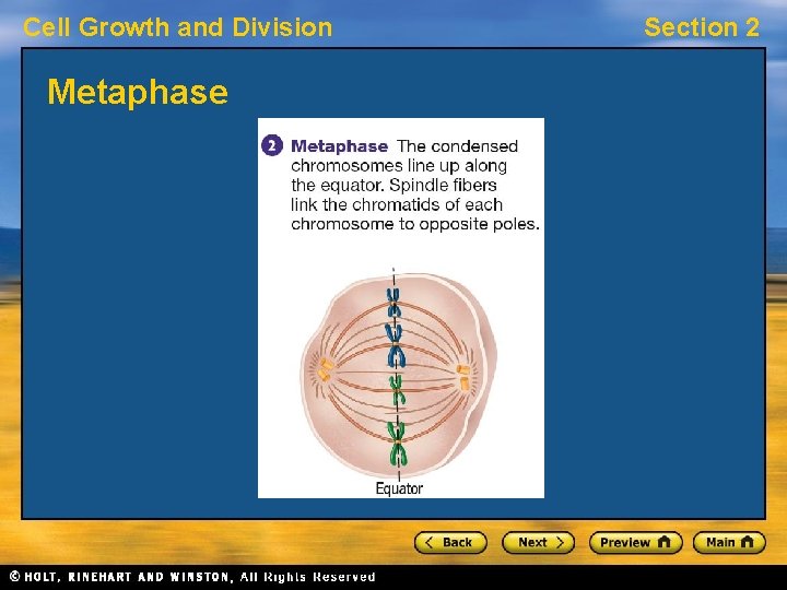 Cell Growth and Division Metaphase Section 2 