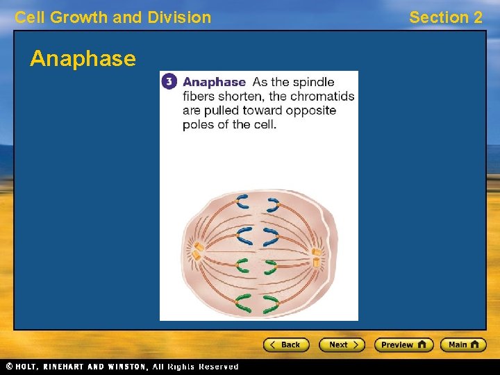 Cell Growth and Division Anaphase Section 2 