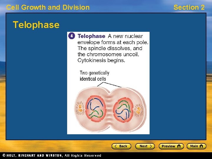 Cell Growth and Division Telophase Section 2 