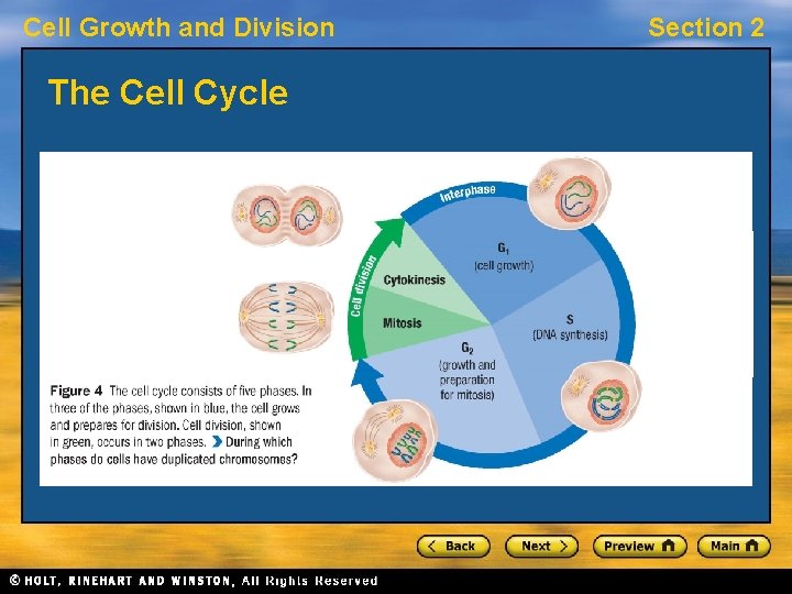 Cell Growth and Division The Cell Cycle Section 2 