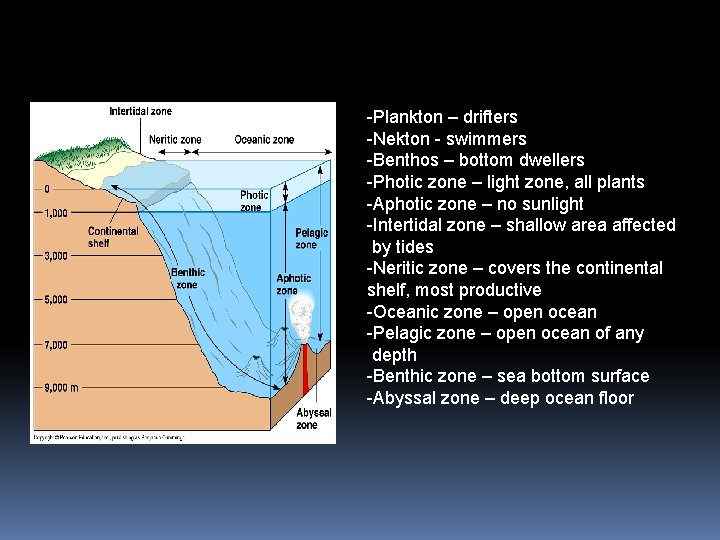 -Plankton – drifters -Nekton - swimmers -Benthos – bottom dwellers -Photic zone – light