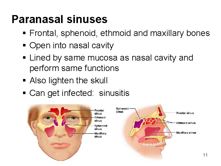 Paranasal sinuses § Frontal, sphenoid, ethmoid and maxillary bones § Open into nasal cavity