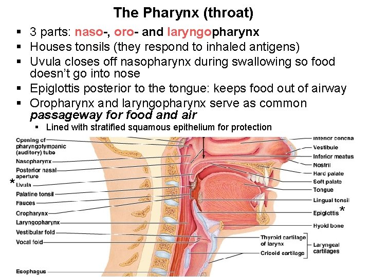 The Pharynx (throat) § 3 parts: naso-, oro- and laryngopharynx § Houses tonsils (they