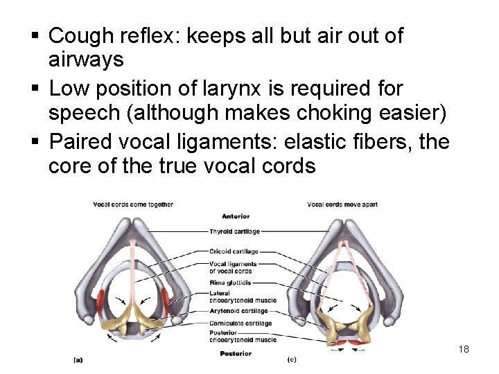 § Cough reflex: keeps all but air out of airways § Low position of