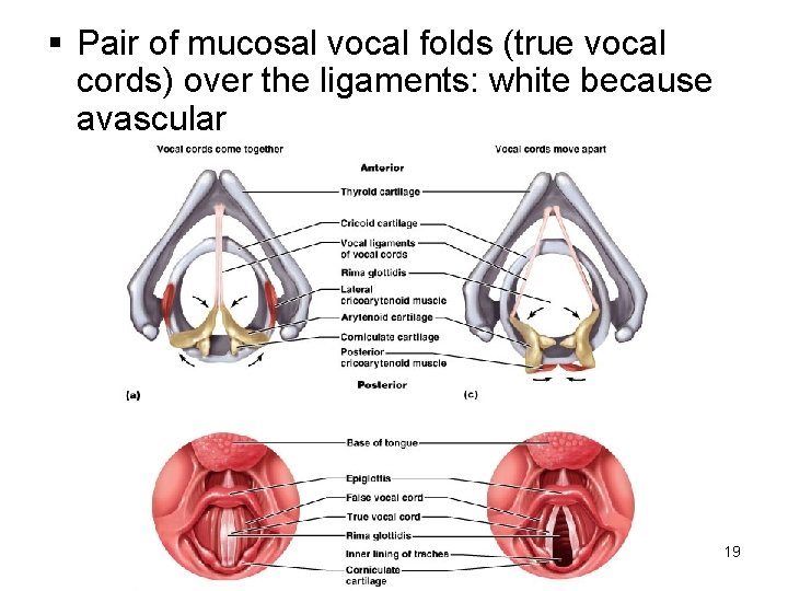 § Pair of mucosal vocal folds (true vocal cords) over the ligaments: white because