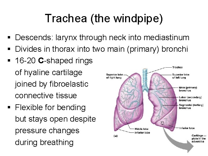 Trachea (the windpipe) § Descends: larynx through neck into mediastinum § Divides in thorax