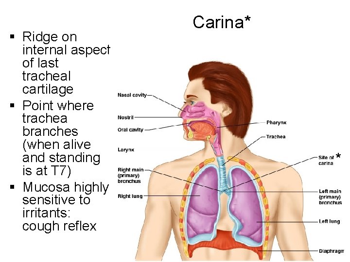 § Ridge on internal aspect of last tracheal cartilage § Point where trachea branches