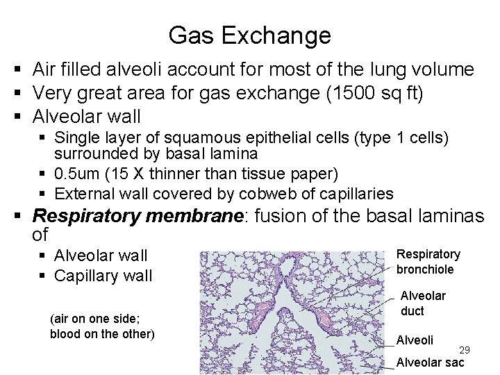 Gas Exchange § Air filled alveoli account for most of the lung volume §