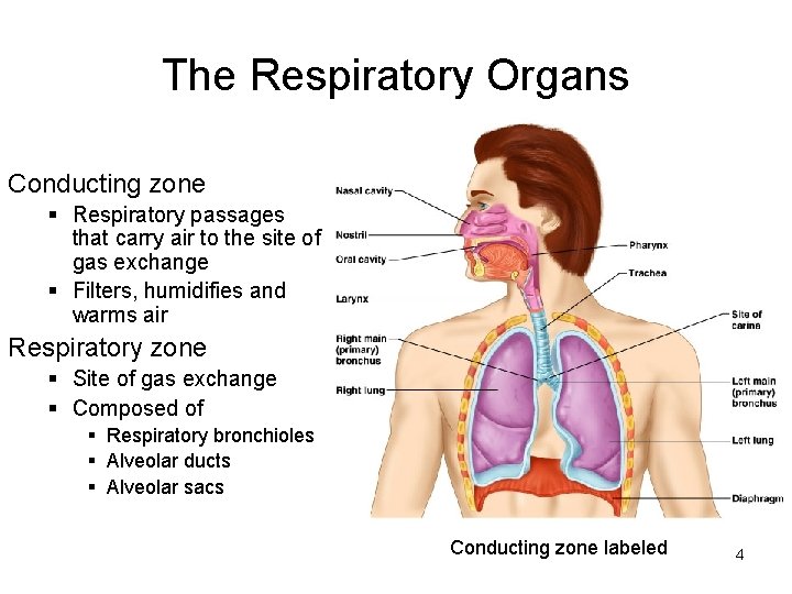 The Respiratory Organs Conducting zone § Respiratory passages that carry air to the site