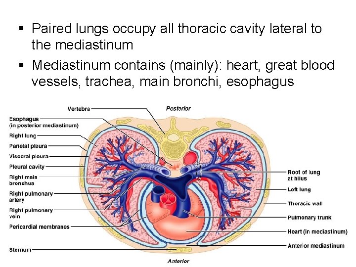§ Paired lungs occupy all thoracic cavity lateral to the mediastinum § Mediastinum contains