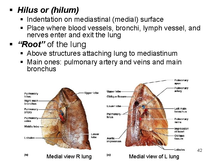 § Hilus or (hilum) § Indentation on mediastinal (medial) surface § Place where blood