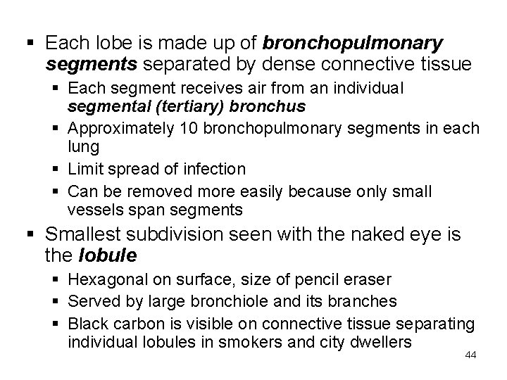 § Each lobe is made up of bronchopulmonary segments separated by dense connective tissue