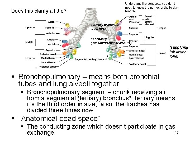 Understand the concepts; you don’t need to know the names of the tertiary bronchi