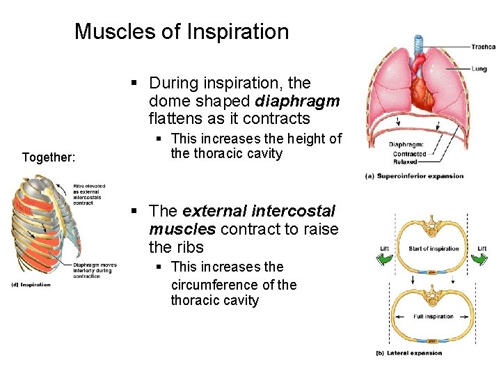 Muscles of Inspiration § During inspiration, the dome shaped diaphragm flattens as it contracts