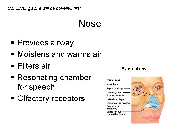 Conducting zone will be covered first Nose § § Provides airway Moistens and warms