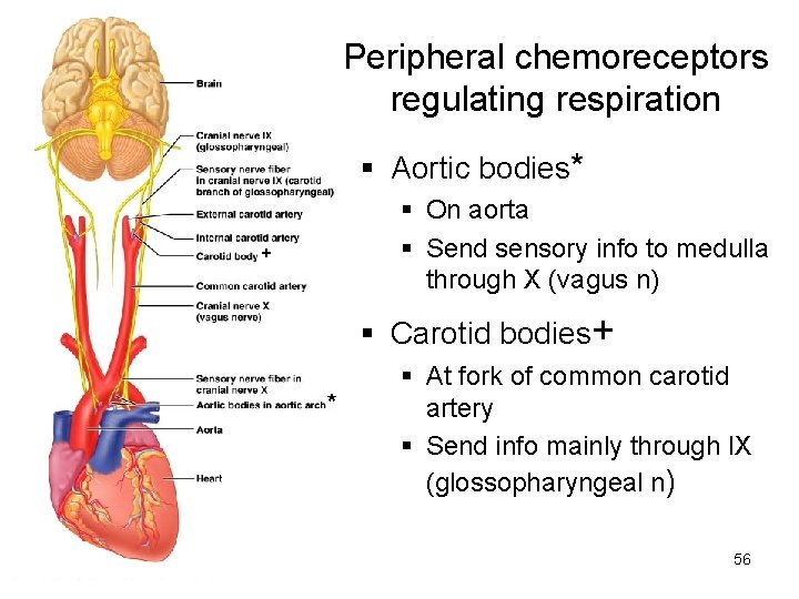 Peripheral chemoreceptors regulating respiration § Aortic bodies* § On aorta § Send sensory info