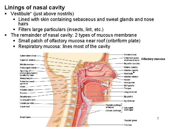 Linings of nasal cavity § Vestibule* (just above nostrils) § Lined with skin containing