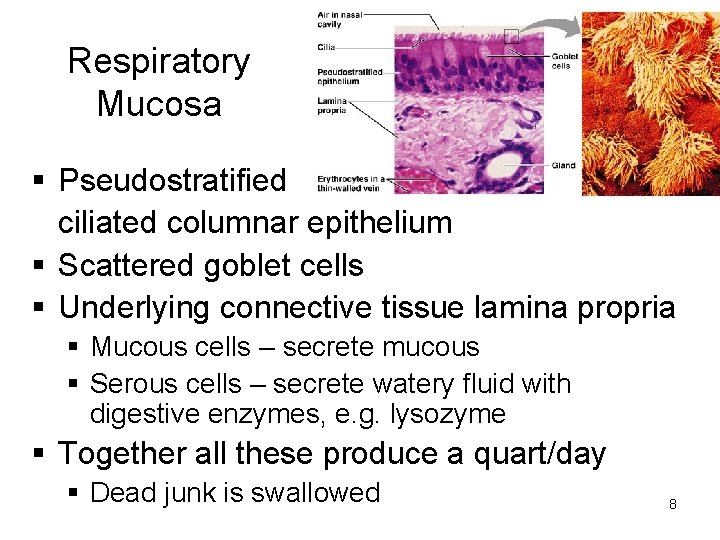 Respiratory Mucosa § Pseudostratified ciliated columnar epithelium § Scattered goblet cells § Underlying connective