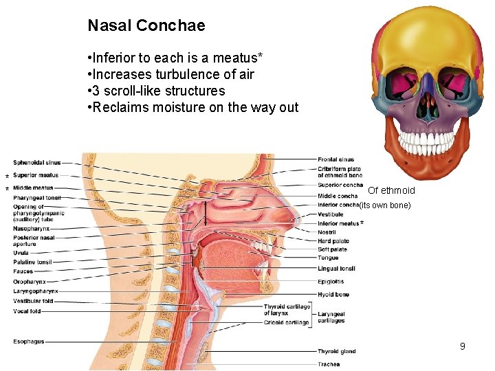 Nasal Conchae • Inferior to each is a meatus* • Increases turbulence of air