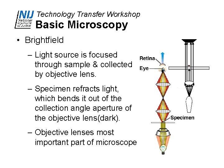 Technology Transfer Workshop Basic Microscopy • Brightfield – Light source is focused through sample