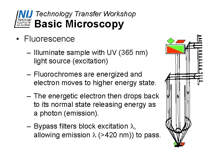 Technology Transfer Workshop Basic Microscopy • Fluorescence – Illuminate sample with UV (365 nm)