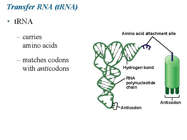 Transfer RNA (t. RNA) • t. RNA – carries amino acids – matches codons