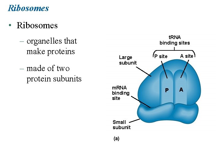 Ribosomes • Ribosomes – organelles that make proteins – made of two protein subunits