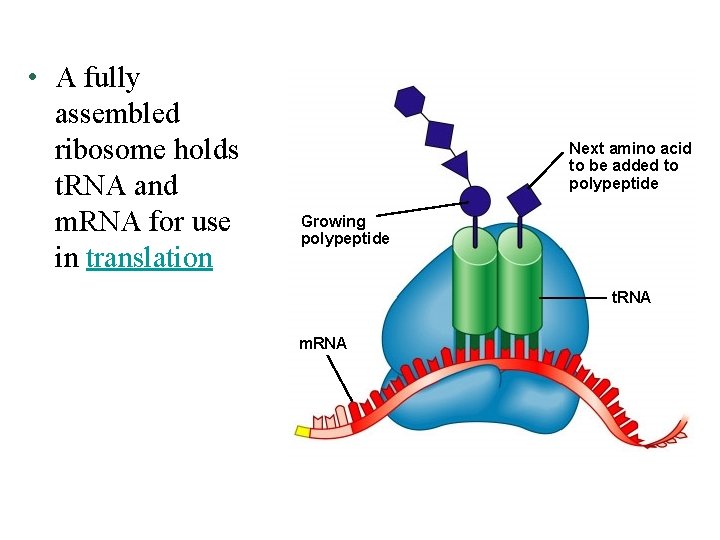  • A fully assembled ribosome holds t. RNA and m. RNA for use