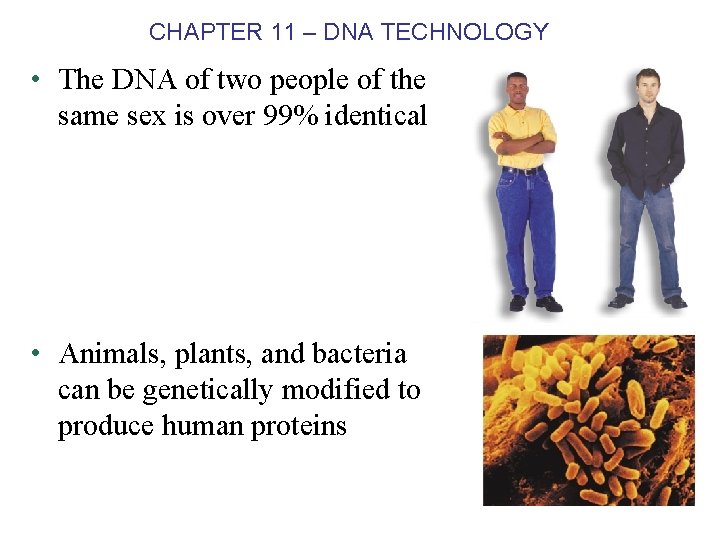 CHAPTER 11 – DNA TECHNOLOGY • The DNA of two people of the same