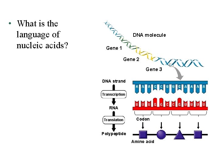  • What is the language of nucleic acids? DNA molecule Gene 1 Gene