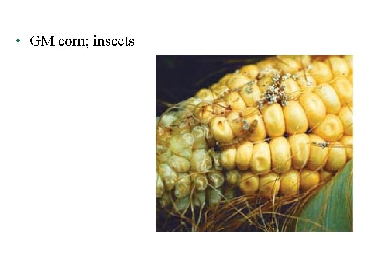  • GM corn; insects 