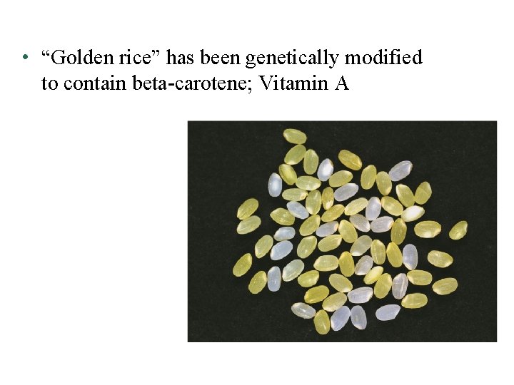  • “Golden rice” has been genetically modified to contain beta-carotene; Vitamin A 