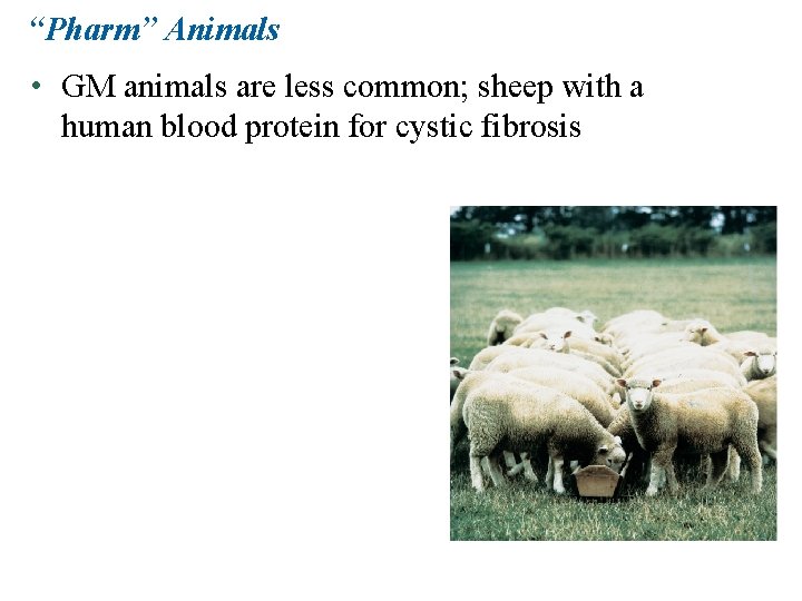 “Pharm” Animals • GM animals are less common; sheep with a human blood protein