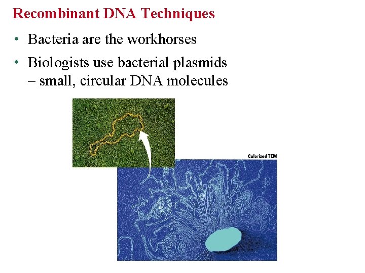 Recombinant DNA Techniques • Bacteria are the workhorses • Biologists use bacterial plasmids –