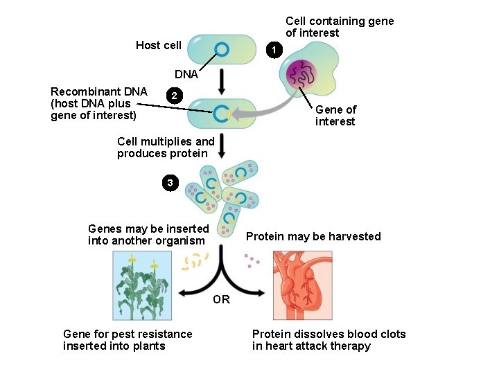 Cell containing gene of interest Host cell 1 DNA Recombinant DNA (host DNA plus