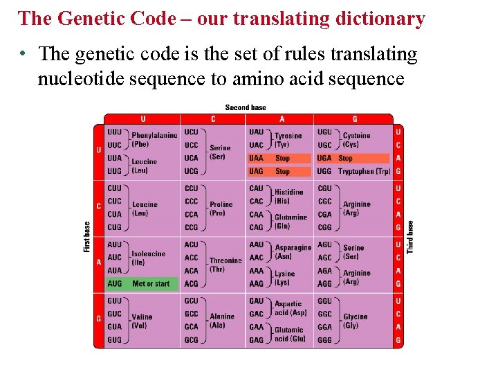 The Genetic Code – our translating dictionary • The genetic code is the set